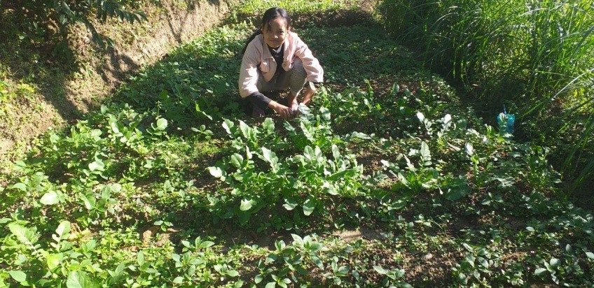 Starting the ‘Vegetable Garden Project’ in India